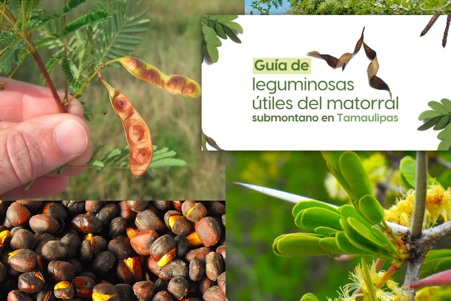 La UAT invita a conocer más sobre las leguminosas y su aprovechamiento La UAT invita a conocer más sobre las leguminosas y su aprovechamiento