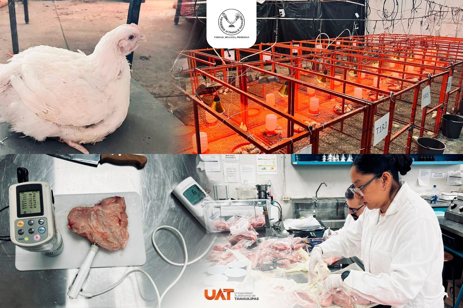 Producirá la UAT pollos de engorda con mayor calidad nutritiva y saludable Producirá la UAT pollos de engorda con mayor calidad nutritiva y saludable