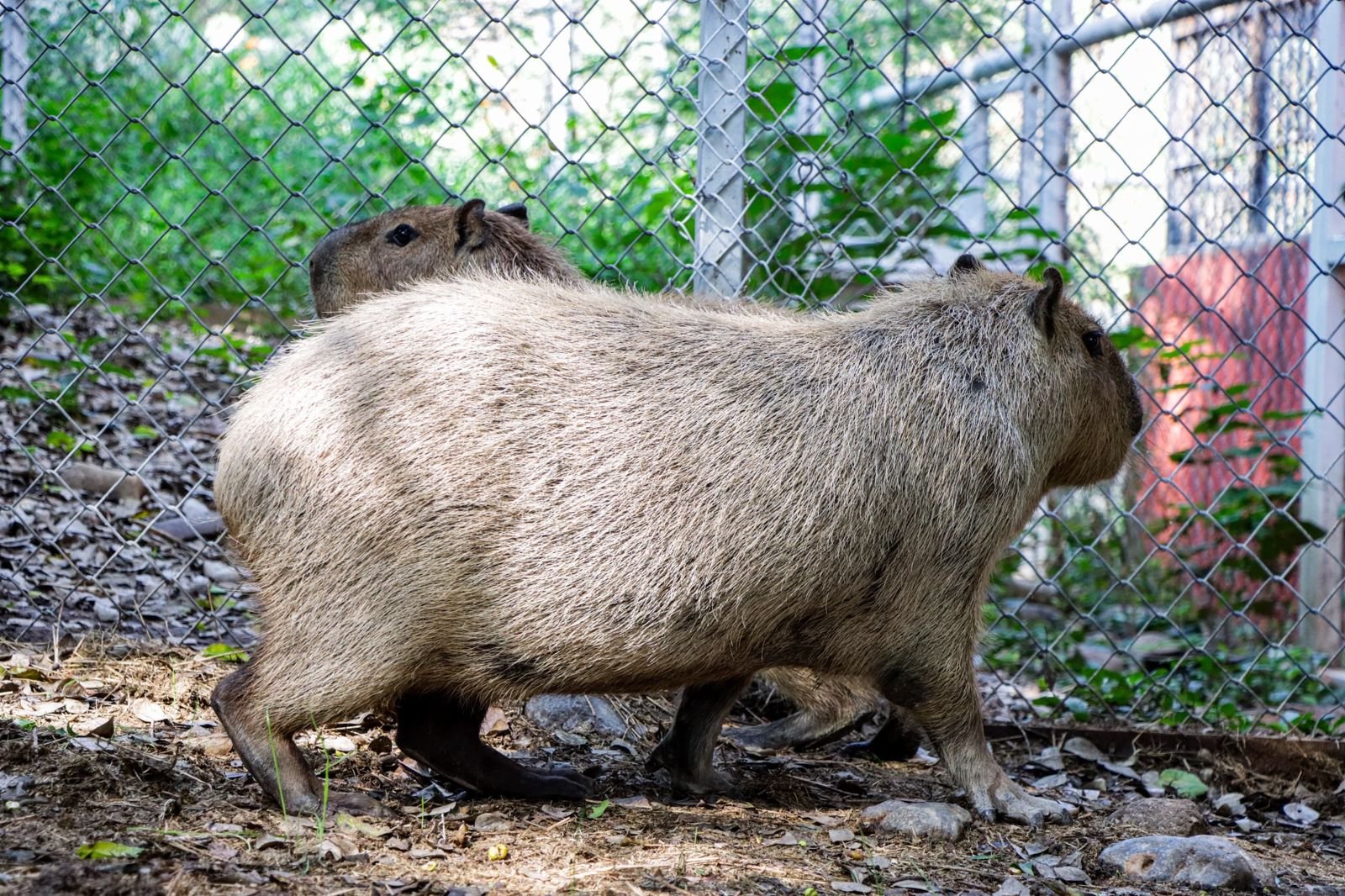 Llega una adorable pareja de capibaras al Zoológico Tamatán