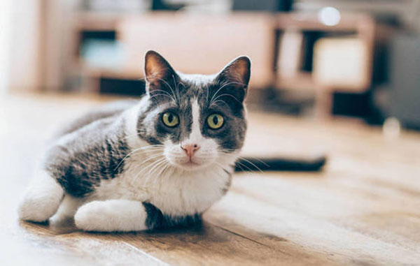 Casita de los Michis sigue solicitando apoyo para campaña de alimentos