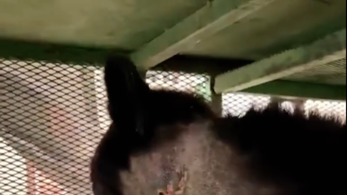 Reportan primer caso de gusano barrenador en un oso negro de NL
