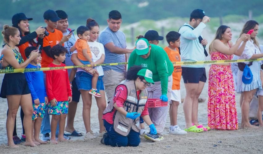 Disfrutan liberación de crías de tortuga lora en Playa Miramar