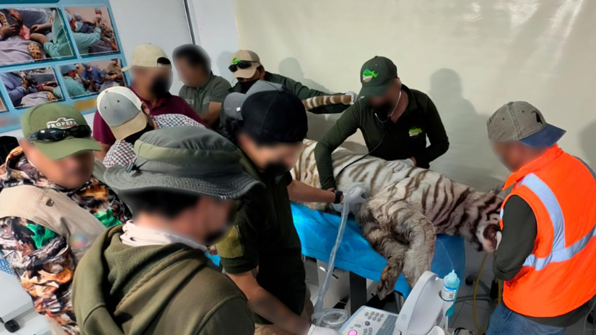 UNAM realizó el viernes la necropsia de Kenzo; ¿cuándo se sabrán los resultados?