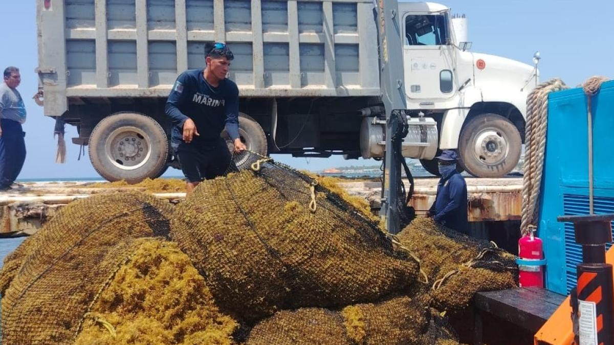 Semar refuerza operativo contra el sargazo en el Caribe mexicano