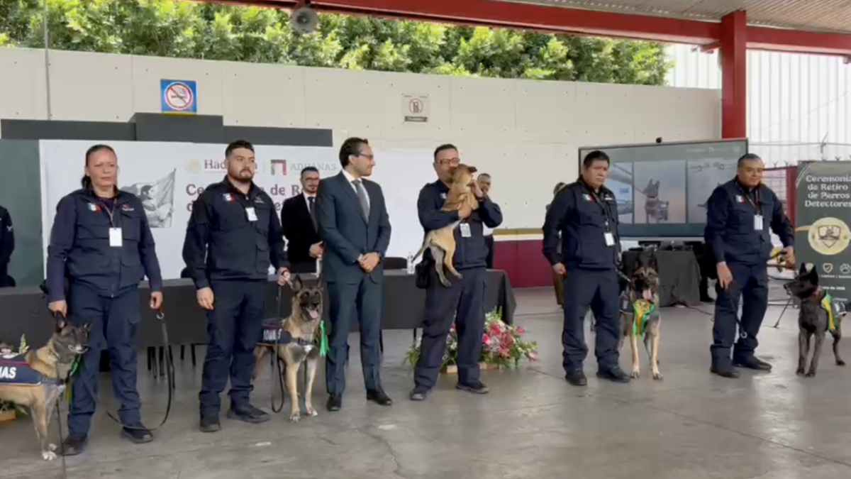 Se retiran 4 perros detectores de Aduanas tras 7 años de servicio Se retiran 4 perros detectores de Aduanas tras 7 años de servicio