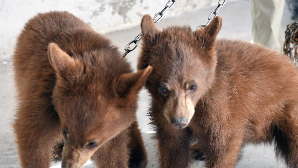 Con garrapatas y desnutridos, hallan a dos oseznos cautivos en Chihuahua
