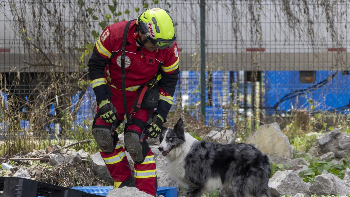 Cruz Roja certifica a 16 binomios caninos para labores de búsqueda y rescate Cruz Roja certifica a 16 binomios caninos para labores de búsqueda y rescate