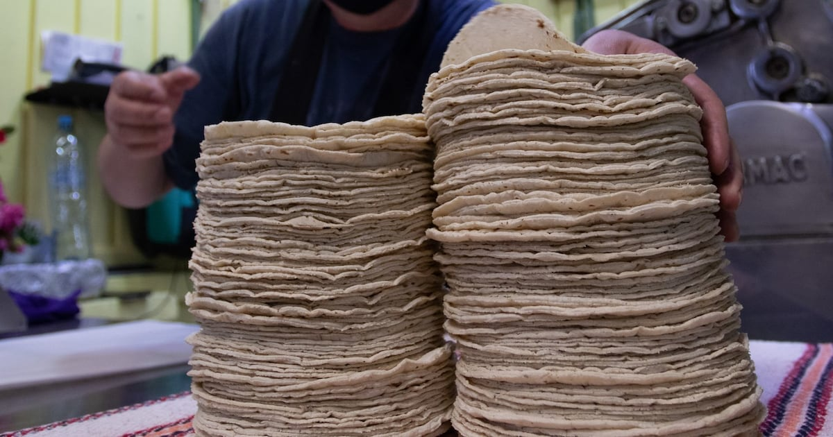 Maíz sube 6%… pero Gobierno de Sheinbaum advierte: ‘No hay razón para subir el precio de la tortilla’ Maíz sube 6%… pero Gobierno de Sheinbaum advierte: ‘No hay razón para subir el precio de la tortilla’