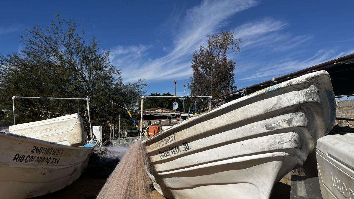 Reducen 86% polígono de protección para la vaquita marina