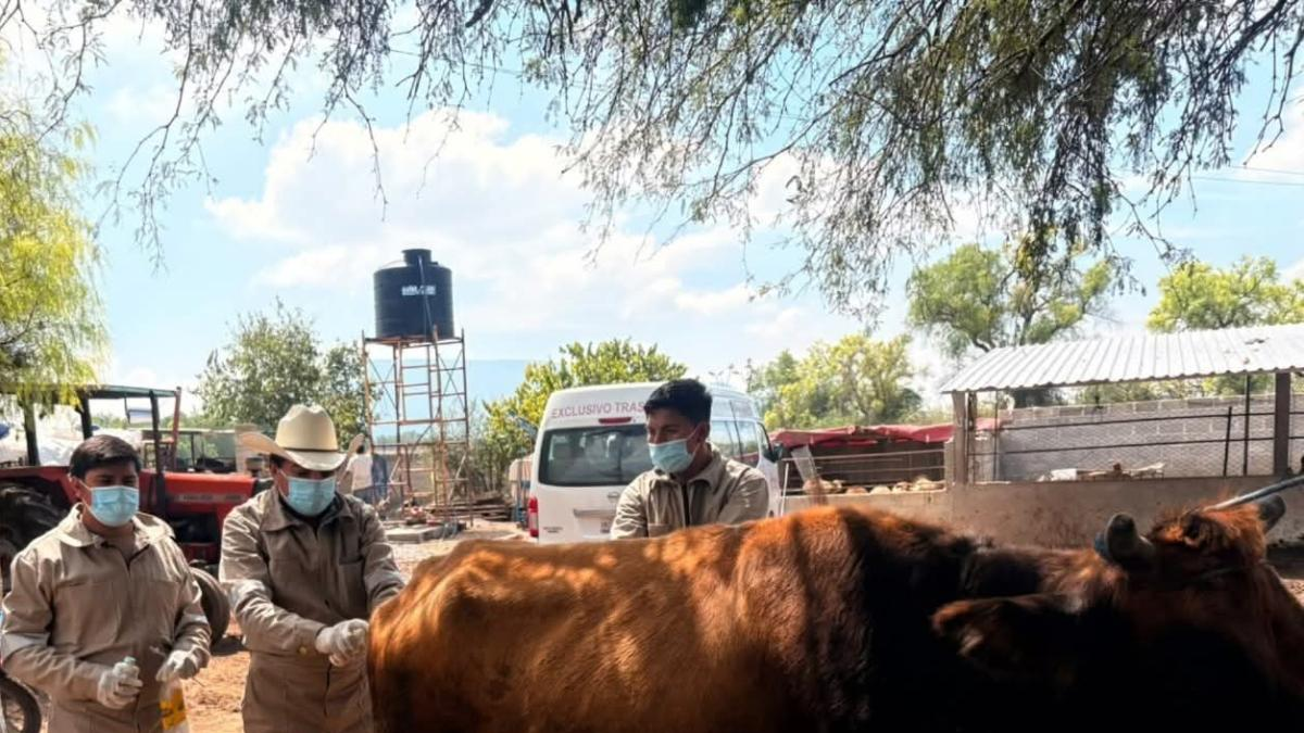 Hidalgo registra 28 casos de gusano barrenador en humanos